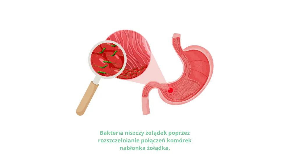 Helicobacter pylori dieta
