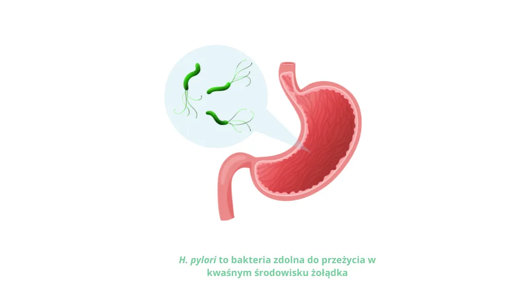 Helicobacter pylori dieta